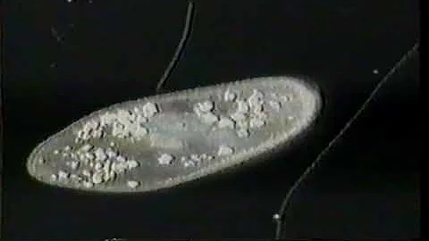PSICOLOGIA BEAM RAY DEVICE CONSTRUCTION BY JAMES B...