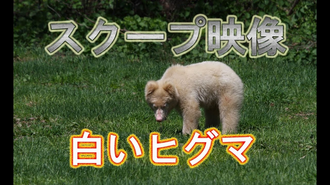 スクープ映像 白い ヒグマ アルビノ シロクマ Braun Bear Albino Youtube