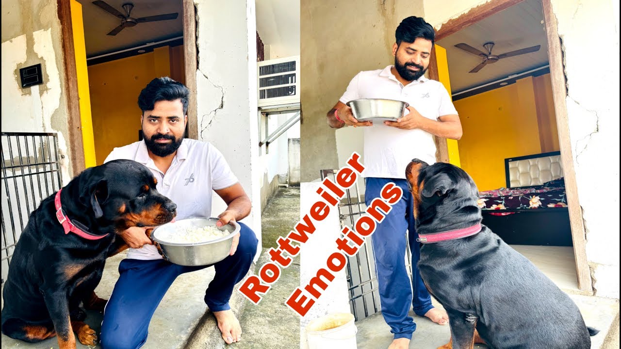 Rottweiler Emotional Moment 😍 #rottweiler #feeding #live #ytshorts