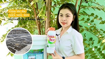 YUCCA BEST | Giảm khí độc NH3, NO2… cải thiện chất lượng nước ao tôm