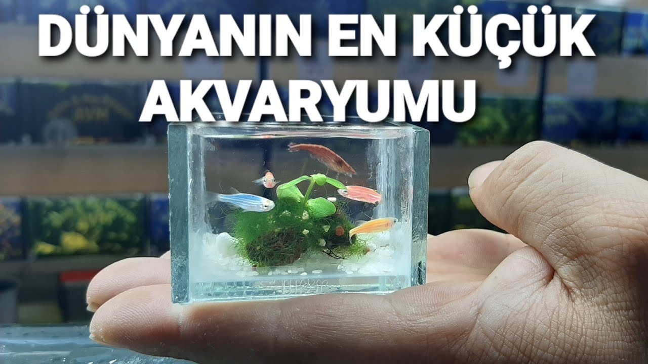 DÜNYANIN EN KÜÇÜK AKVARYUMU 