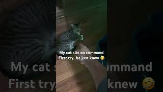 Tried snapping and meowing—she really sat! #catshorts #cattraining #fyp #shorts #catlover #cats