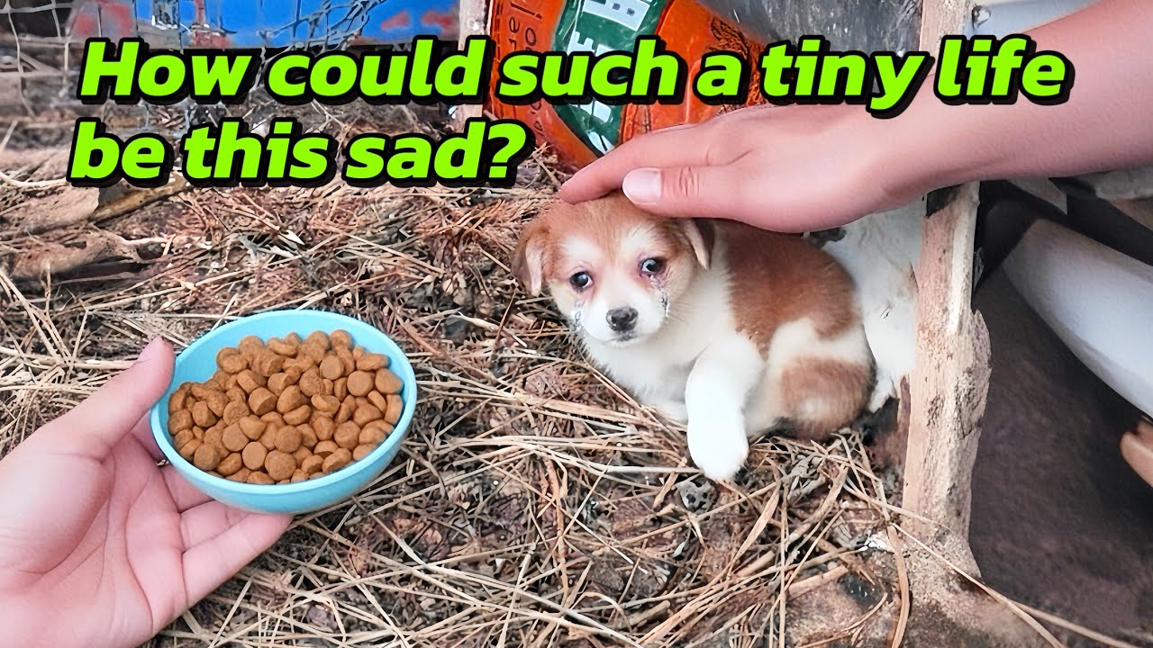 Puppy Sat in Silence Until We Rescued Him. Emotional Rescue Story