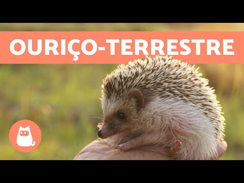 Vídeo: Fatos E Cuidados Com O Ouriço Para Animais De Estimação