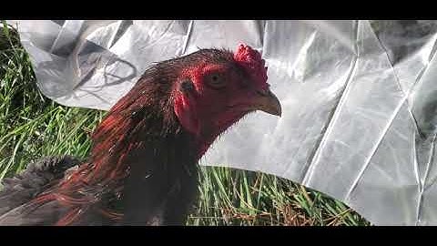 Me nyuam qaib BM #2 5 1/2 months