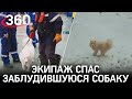 Чудо во льдах: экипаж ледокола спас заблудившуюся собаку