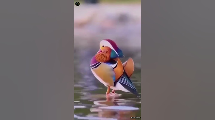 Mandarin duck 😍😍
