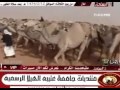 مسيرة منقية مترك بن نايف بن حجنه 1434 