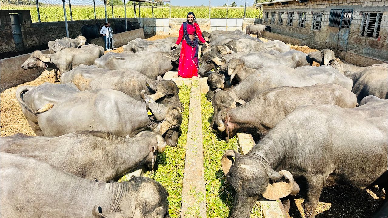 2 करोड़ का डेरी फार्म 82 जाफराबादी भैंस400 लीटर दूध 1 दिन का 7 लाख 50 हजार रुपए का दूध बेचते है