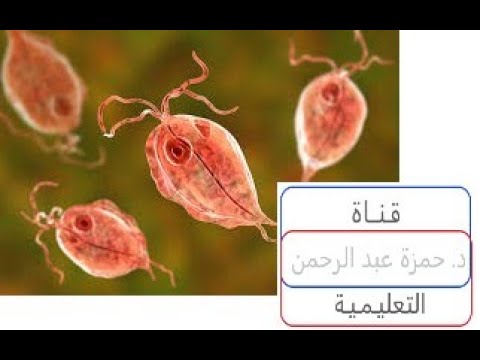 Trichomonas vaginalis الامراضية, الانتقال, دورة الحياة, طرق التشخيص, الوقاية والعلاج