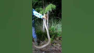 Grabbing Pythons out of the Glades! #python #everglades #huntingpythons