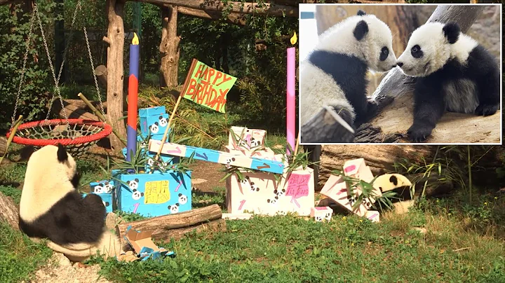 Adorable Twin Pandas Celebrate First Birthday with Surprising Amount of Presents - DayDayNews