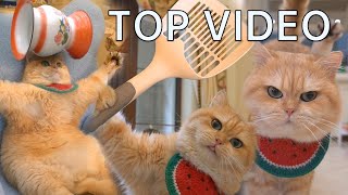 my top videoHow do you like it? #exlittlebeans #funnycat