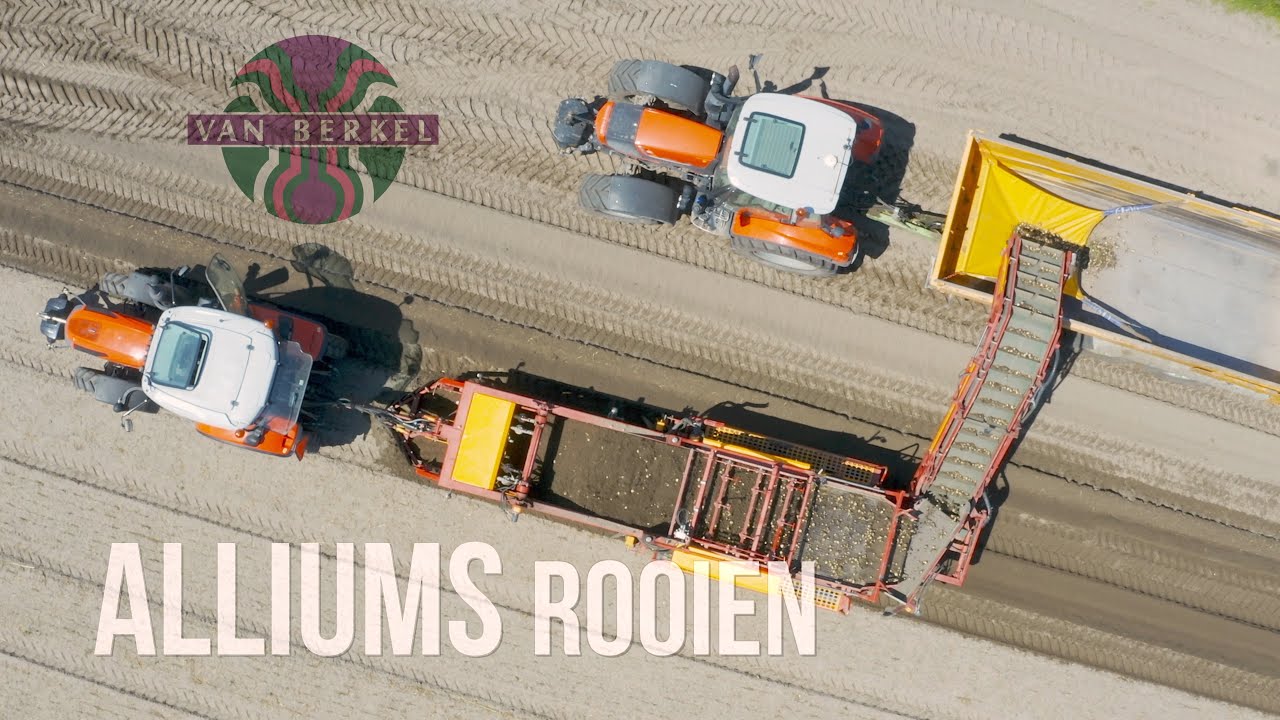 JM van Berkel - Rooien van Alliums van het land