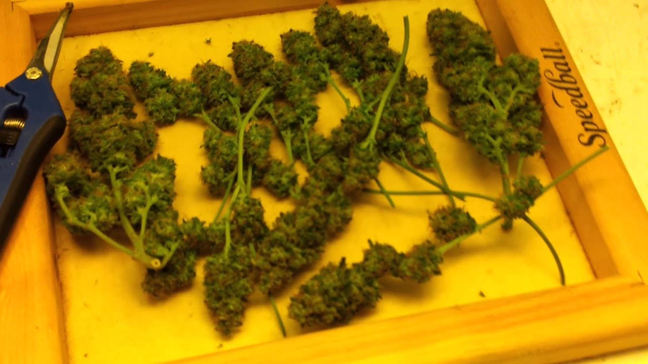 T5 scrog at day 66 HARVEST TIME