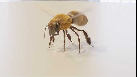 Honey Bee 3D Animation created in Blender!