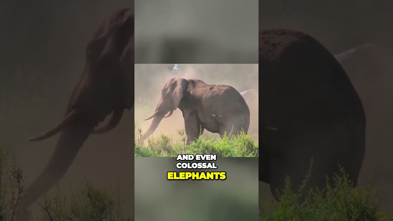 Emperor Commodus From Gladiatorial Obsession to Unleashing Macabre Power 