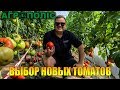 Испытание и выбор высокорослых томатов от Enza Zaden