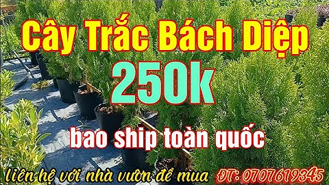 Cây Trắc Bách Diệp (thuộc bài)
