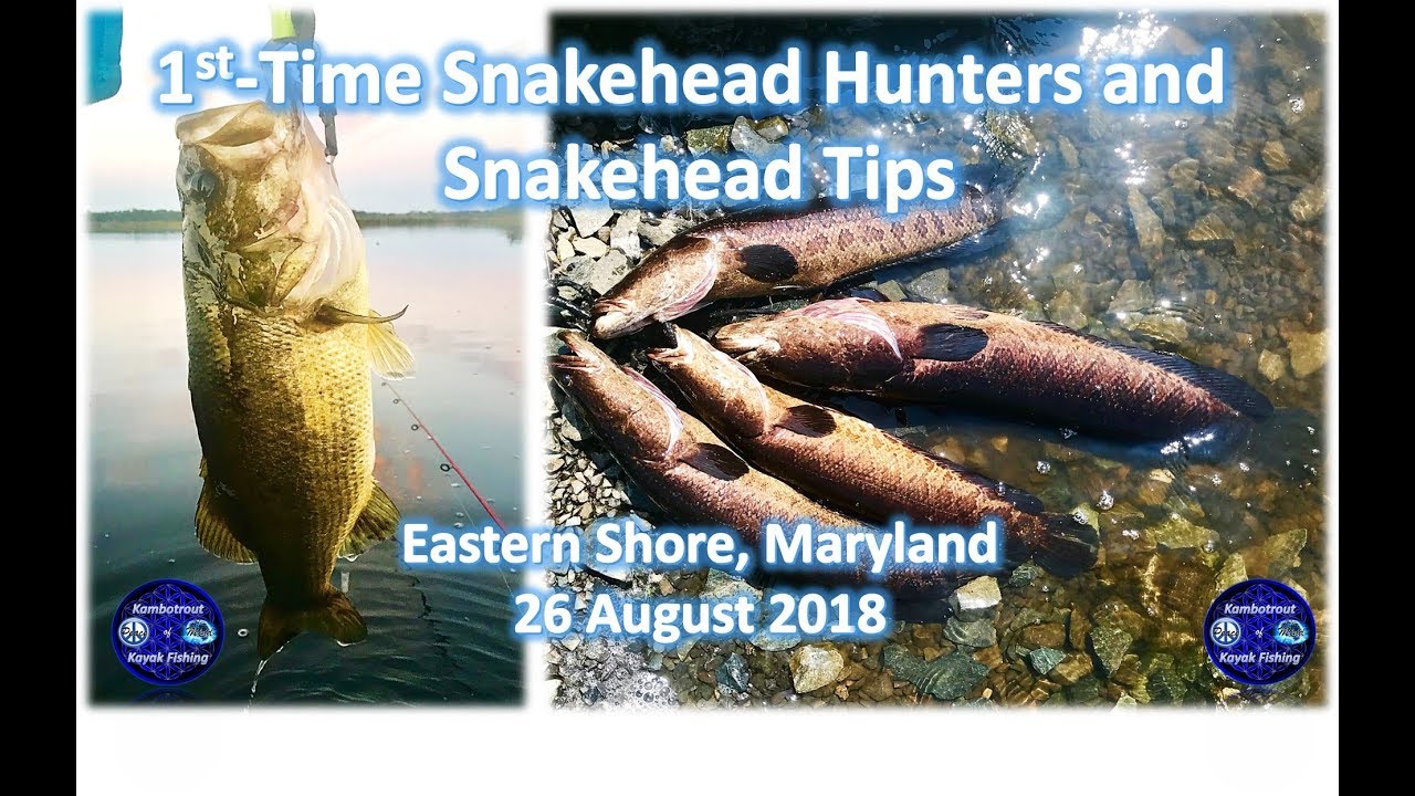 1st-Time Snakehead Hunters and Snakehead Tips, 26 August 2018 - YouTube