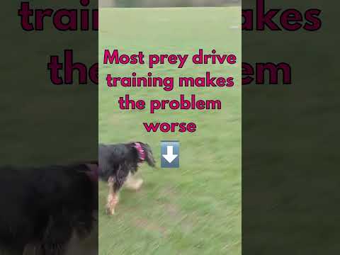 Most prey drive