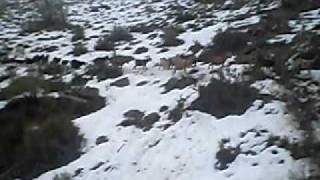 Las cabras bajando en la nieve