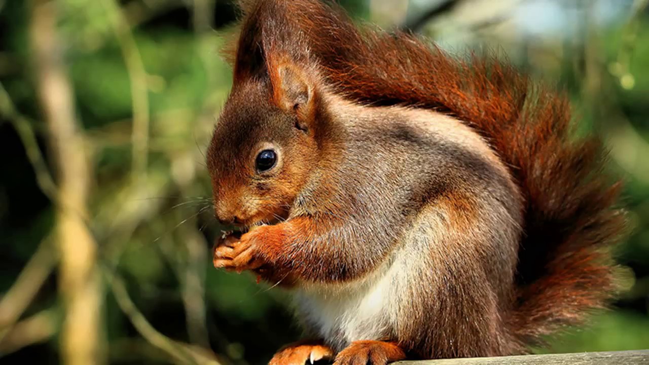 Red squirrels may have brought LEPROSY to the UK - YouTube