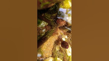 Thumbnail of #2update of blue water lily flower bud#naturelovers #song