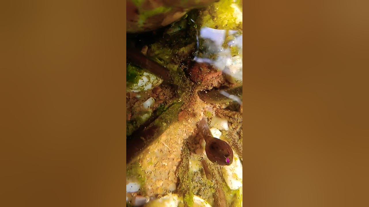 #2update of blue water lily flower bud#naturelovers #song