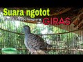 Suara Ngotot Di Jamin Perkutut Anda Emosi Mp3 - Mp4 Download
