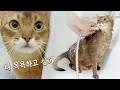 목욕하고 싶어서 스스로 욕조에 들어온 고양이 | 수속성 고양이