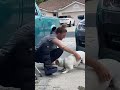 Dog Greets Pet Parent Returning From Hospital