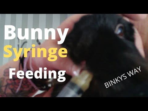 How to give a rabbit medication 'binkys way'
