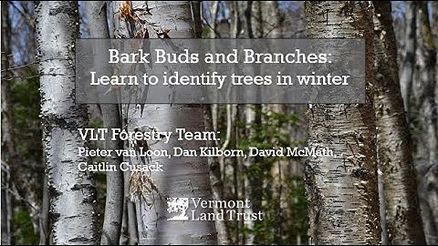 Bark, Buds, and Branches: Learn to Identify Trees in Winter
