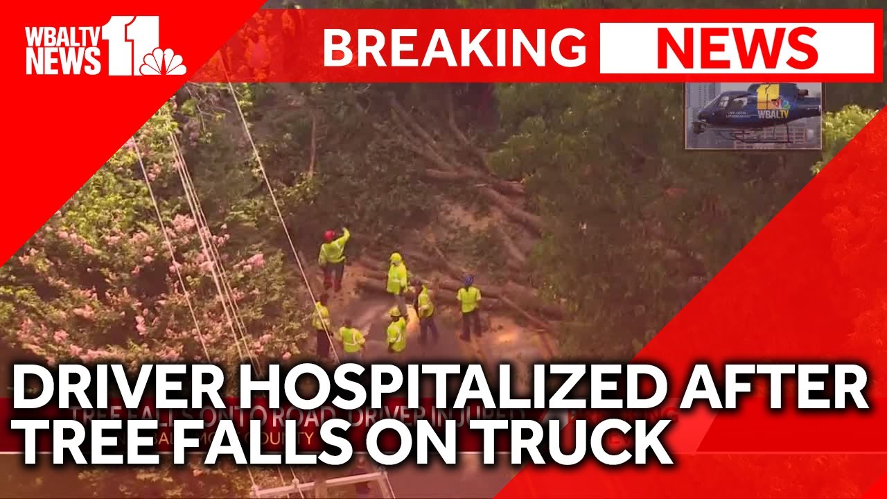 Driver hospitalized after tree falls on truck - YouTube