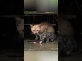 Mother Cat Searching Trash to Feed Kittens Leads Man to Her Nest, He Adopts Them Both