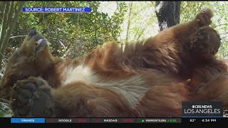 Bear takes nap in Angeles National Forest
