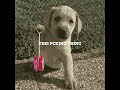 Dogs X-Mas Day #shorts #funny #dogs #chat #group #textingstory #xmas #gifts #gif #gifs #chewychums