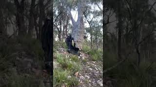 Aussie Dog Staffordshire Bull Terrier Blue Staffy