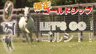 【爆走ゴールドシップ　Let's Goゴルシ！！】