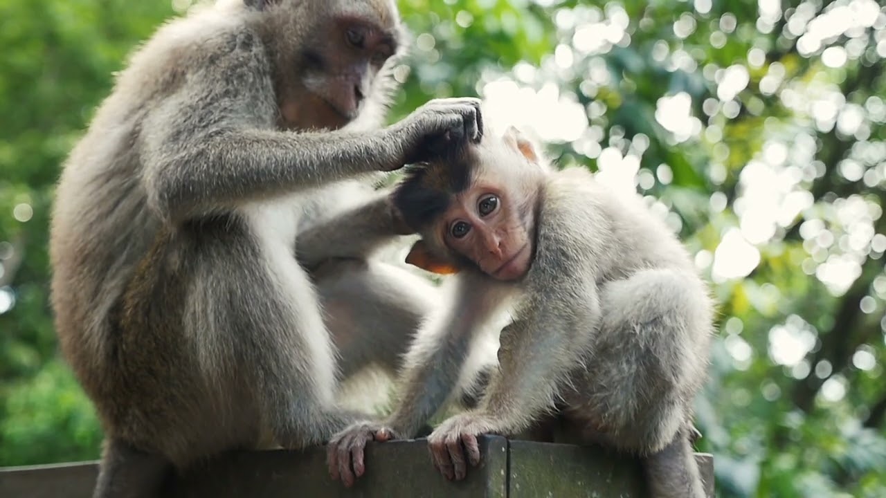 EliteTrips™ — Bali