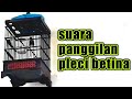 Pleci Betina Memanggil Jantan Ampuh Buat Pancingan Pleci Ocehan Burung Mp3 - Mp4 Download