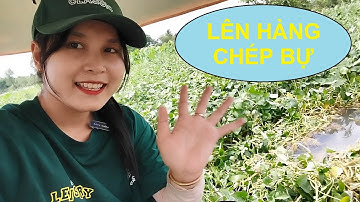 Run tay kéo em Chép vàng bự như bắp đùi | Câu Cá Miệt Vườn T42