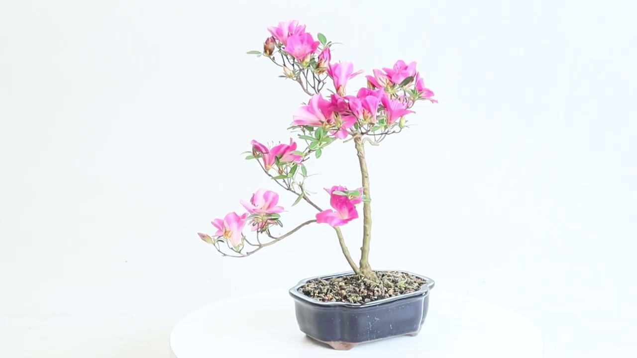 Satsuki Azalea - ST5325SA-P - Brussel's Bonsai