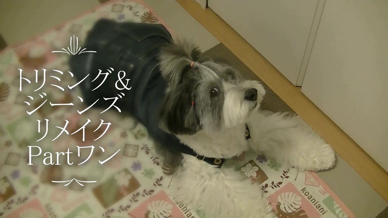 リメイク＃かわいい＃わんこ もふもふワンコのトリミング＆ジーンズ