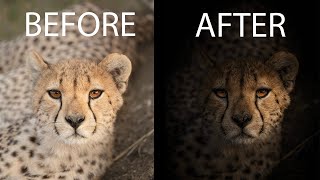 Create DRAMATIC WILDLIFE PORTRAITS using Lightroom