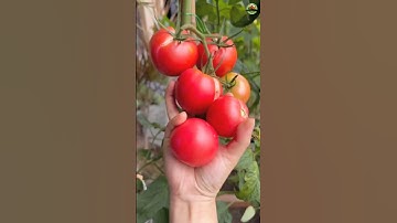 Tomato harvest 🍅 #tomato #shorts #shortvideo #youtubeshorts #satisfying #relaxing #harvest #fruit