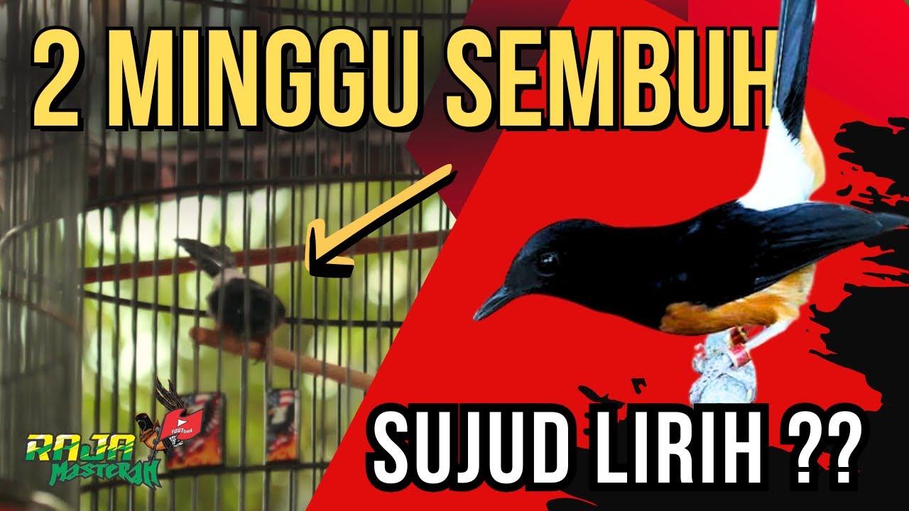 Murai Batu Sujud Lirih Saat Digantang ⁉️ INI SOLUSINYA 