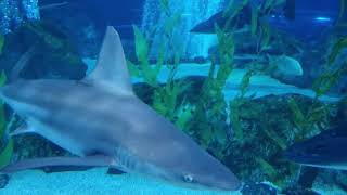 Акулы в аквариуме. #aquariuminkorea #aquarium #coex #shark #аквариумвсеуле #акулы #коекс #hai