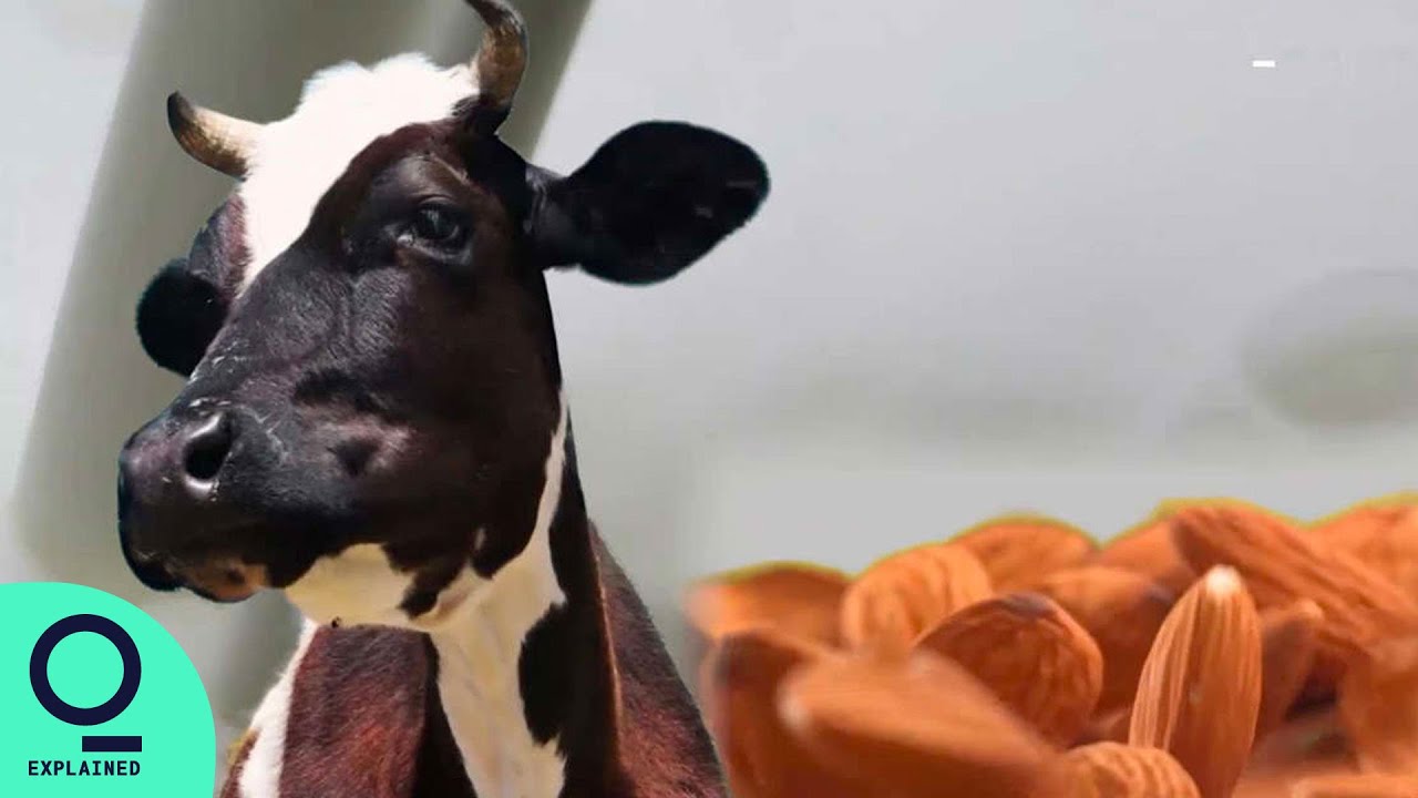 Dairy Protein Made Without Cows